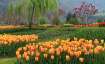 Kashmir's two-day 'Tulip Festival' concludes with