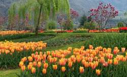 Kashmir's two-day 'Tulip Festival' concludes with