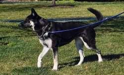 Dog, surgery, PPE gloves, United Kingdom, london, rambo, gloves, coronavirus pandemic, vet, UK, dog 