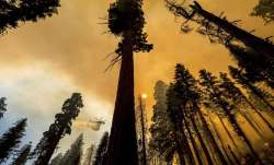 California wildfire, wildfire, thousands trees, trees to be removed, latest international news updat